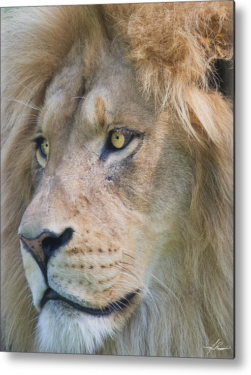 Lion Metal Print featuring the photograph Lion by Phil And Karen Rispin