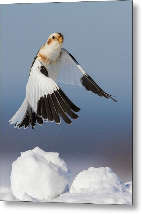 Bunting Metal Print featuring the photograph Snow Bunting in Winter by Mircea Costina Photography