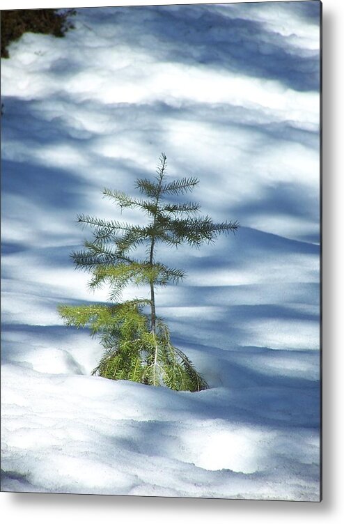 Sappling Metal Print featuring the photograph Snow Tree by Gene Ritchhart