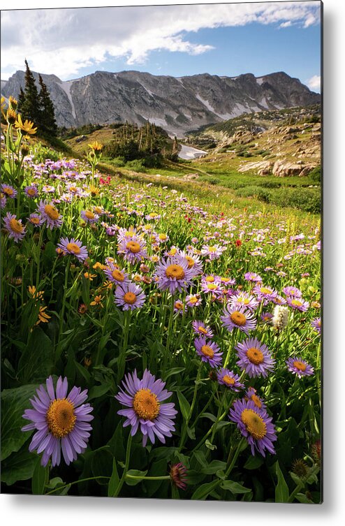 Snowy Range Metal Print featuring the photograph Snowy Range Flowers by Emily Dickey