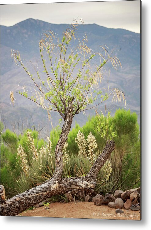 Sonoran Desert Metal Print featuring the photograph Sonoran Flora by Aaron Burrows