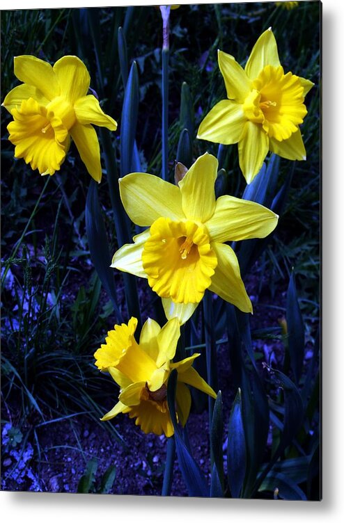 Flowers Metal Print featuring the photograph Spring Daffodills by Tiffany Vest