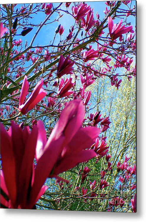 Japanese Magnolia Metal Print featuring the photograph Spring Sky by Nicole Angell