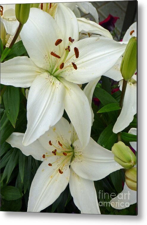 Lily Metal Print featuring the photograph Stacked White Lilies by Sonya Chalmers