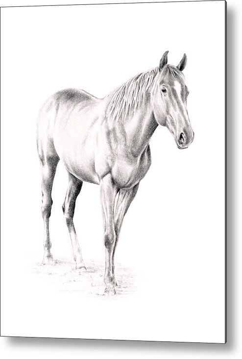 Horse Metal Print featuring the drawing Standing Racehorse by Elizabeth Lock