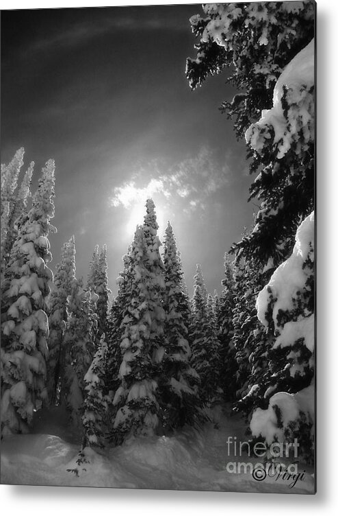 Colorado Metal Print featuring the photograph Steamboat Springs Back Country by Virginia Furness