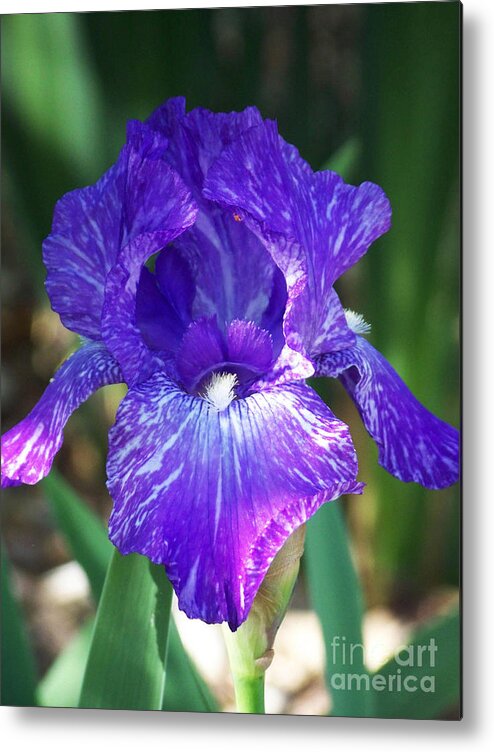 Flowers Metal Print featuring the photograph Striped Blue Iris by Kathy McClure