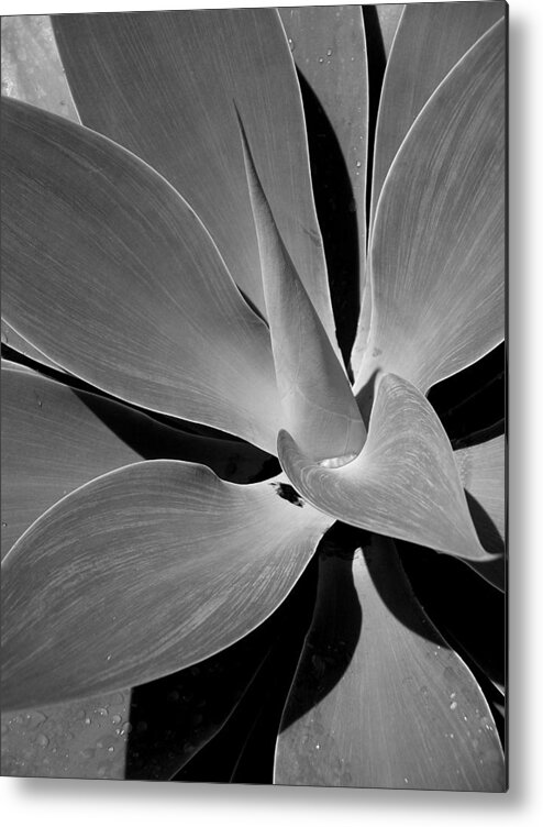 Succulents Metal Print featuring the photograph Succulent in Black and White by Karen Nicholson