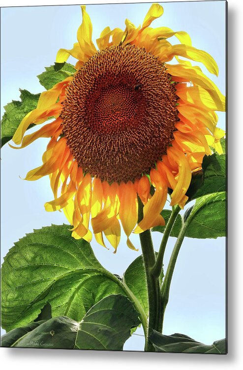 Floral Metal Print featuring the photograph Summer sunflower by Mikki Cucuzzo