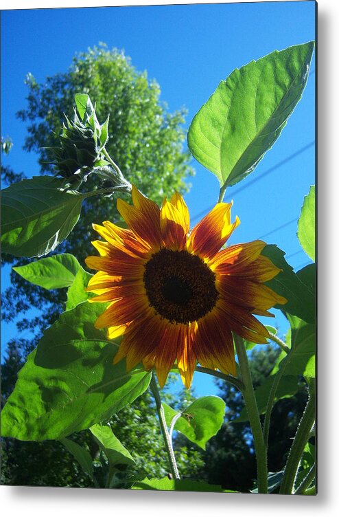 Sun Metal Print featuring the photograph Sunflower 120 by Ken Day