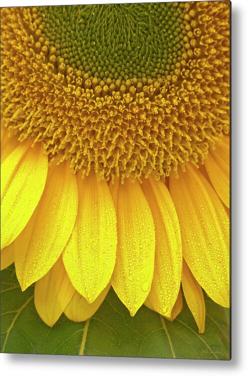 Sunflower Metal Print featuring the photograph Sunflower Up Close by Wim Lanclus
