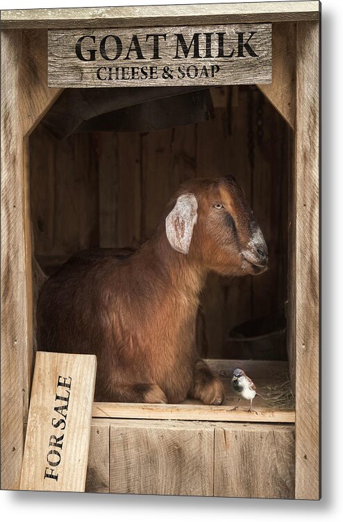 Goat Metal Print featuring the photograph Support Your Local Farmer by Robin-Lee Vieira