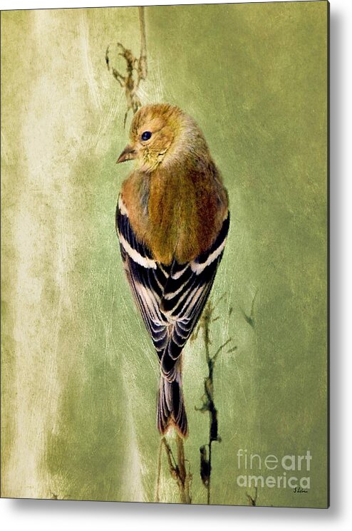 American Goldfinch Metal Print featuring the painting Sweet Goldfinch by Tina LeCour