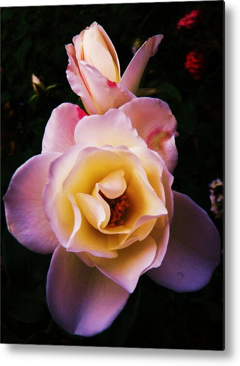 Rose Metal Print featuring the photograph Sweet Rose by Daniele Smith