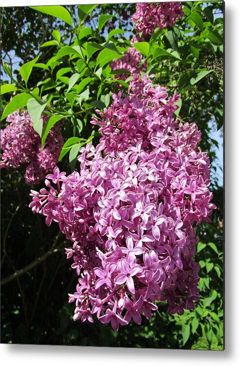  Metal Print featuring the photograph Sweet Scent of Syringa by Rosita Larsson