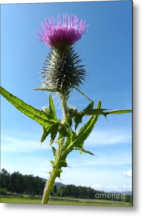 Spear Plume Thistle Metal Print featuring the photograph The Flower of Scotland by Phil Banks