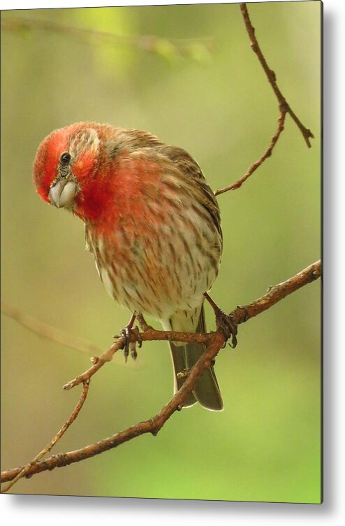 Finches Metal Print featuring the photograph The Inquisitive Finch by Lori Frisch