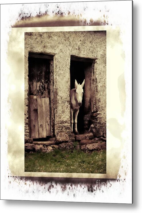 Mule Metal Print featuring the photograph The Old Mule by Joe Cashin