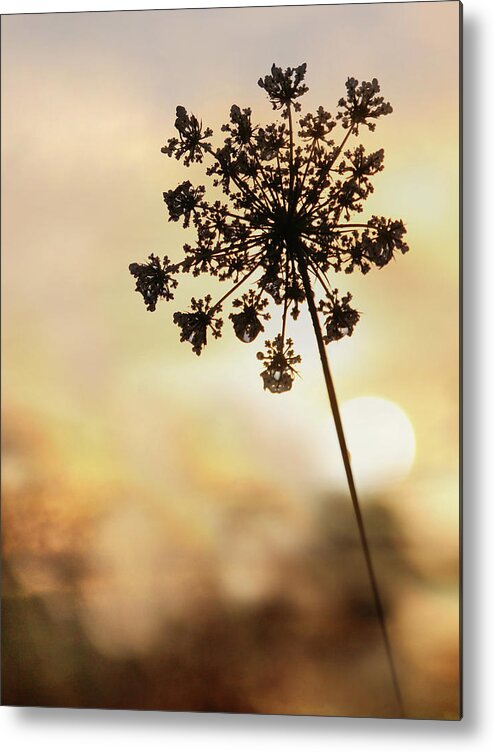 Flower Metal Print featuring the photograph The Queen at Sunrise by Lori Deiter