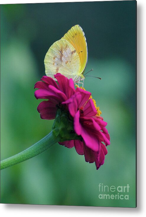 Insect Metal Print featuring the photograph The Sweet Spot by Donna Brown