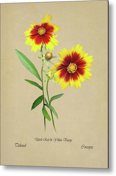 Flower Metal Print featuring the digital art Tickseed Botanical by M Spadecaller
