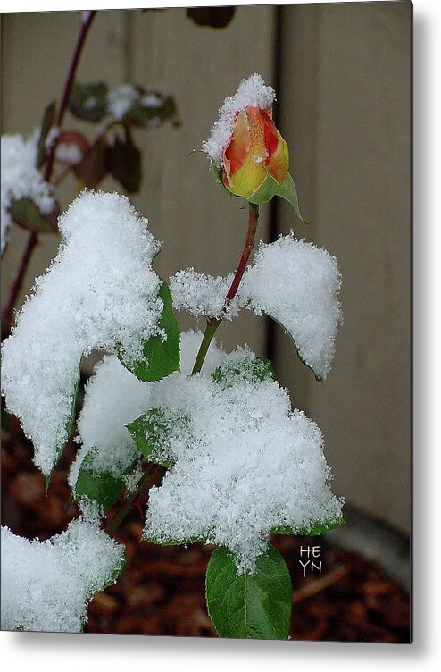 Yellow Metal Print featuring the photograph Too Soon Winter - Yellow Rose by Shirley Heyn
