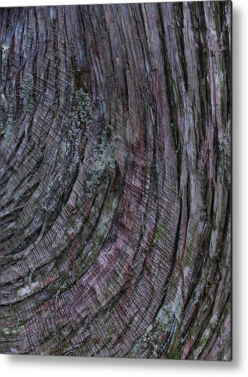 Tree Bark Metal Print featuring the photograph Tree bark by Juergen Roth