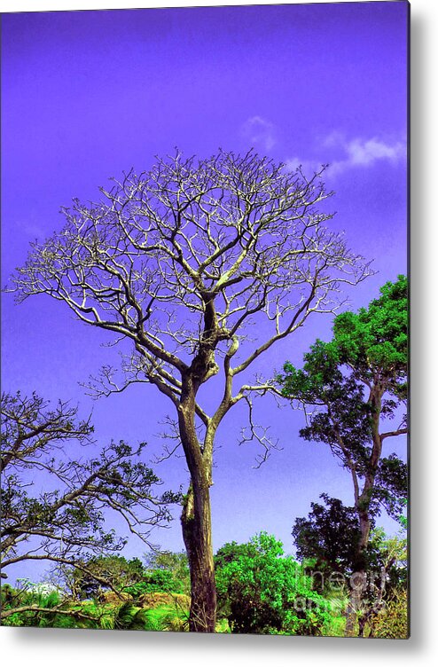 Tree Metal Print featuring the photograph Tree of Life by Onedayoneimage Photography