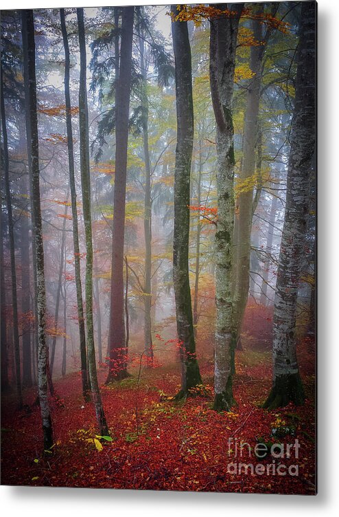 Forest Metal Print featuring the photograph Tree trunks in fog by Elena Elisseeva