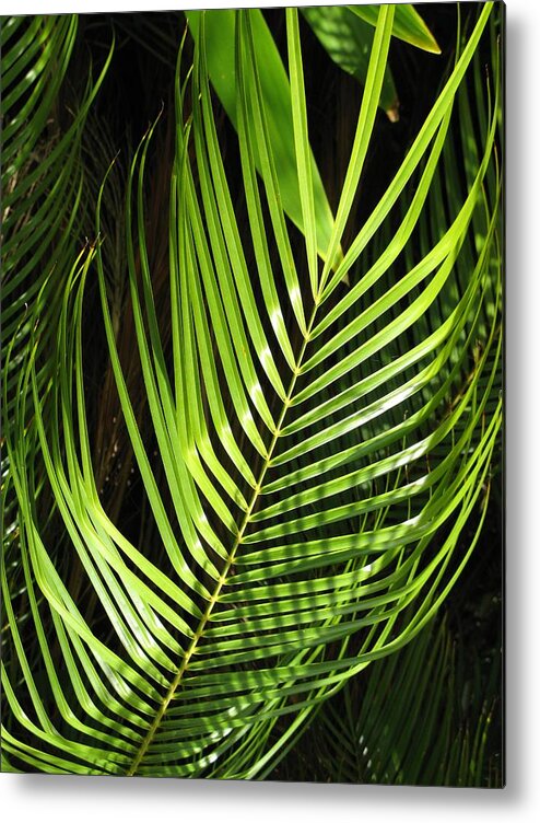 Palm Metal Print featuring the photograph Tropical Palm by Carol Sweetwood