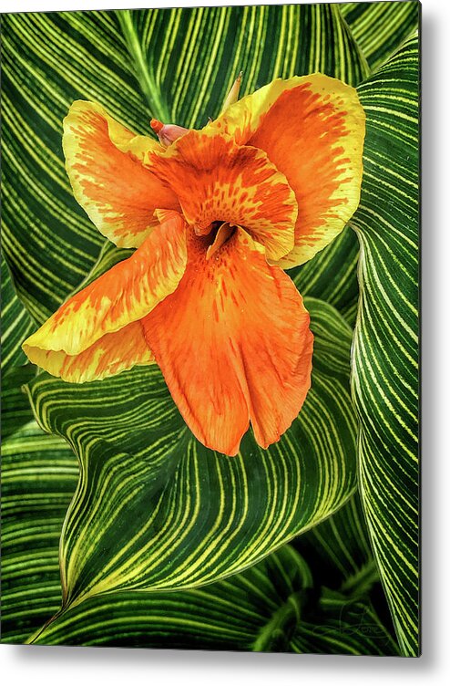 Canna Lily Metal Print featuring the photograph Tropicanna Beauty by Jill Love