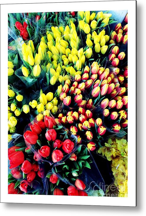 Tulip Metal Print featuring the photograph Tulip Explosion by Manuela's Camera Obscura