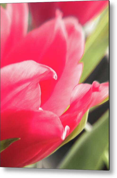 Tulip Metal Print featuring the photograph Tulip Petals by Cesar Vieira
