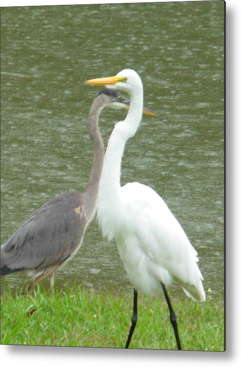 Great Blue Heron Metal Print featuring the photograph Two Birds Passing by the Pond by Jeanne Juhos
