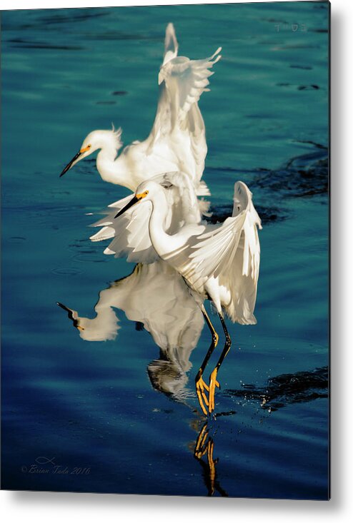 Wildlife Metal Print featuring the photograph Two in Tandem by Brian Tada