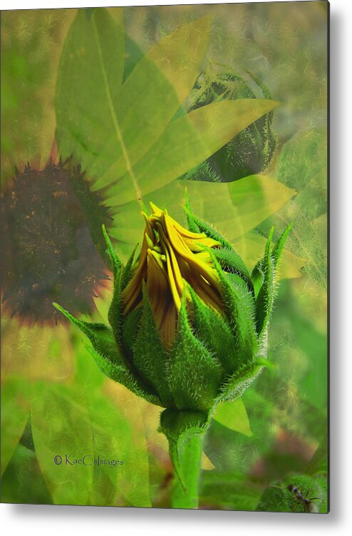 Sunflower Metal Print featuring the digital art Unfolding Sunflower by Kae Cheatham