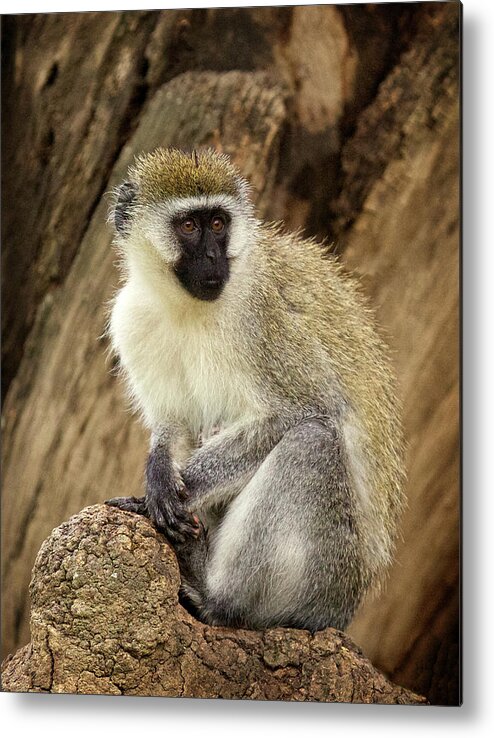 Monkey Metal Print featuring the photograph Vervet Monkey in Kenya by Steven Upton
