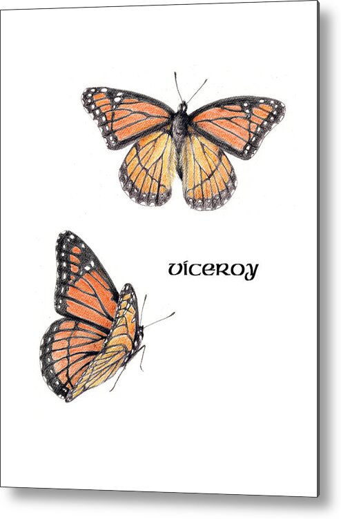 Viceroy Metal Print featuring the drawing Viceroy Butterfly by Betsy Gray