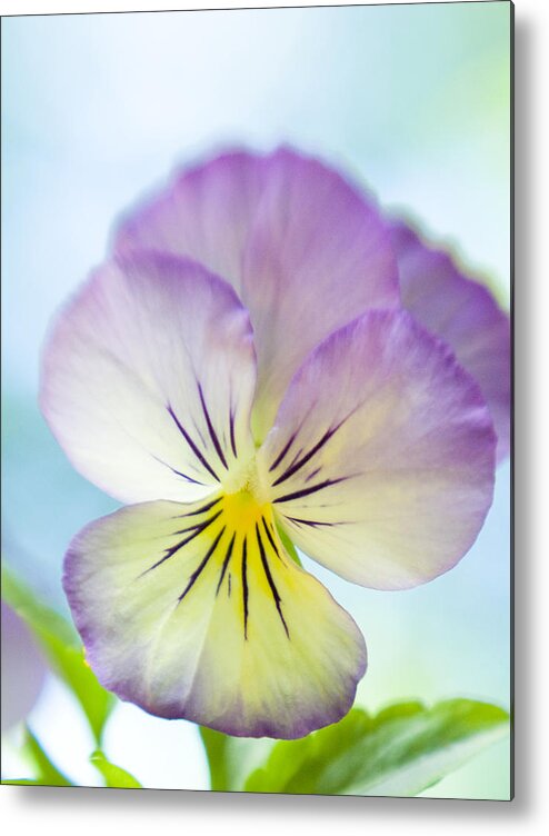 Viola Dreams On A Cool Summer Day Metal Print featuring the photograph Viola Dreams On A Cool Summer Day by Dorothy Lee