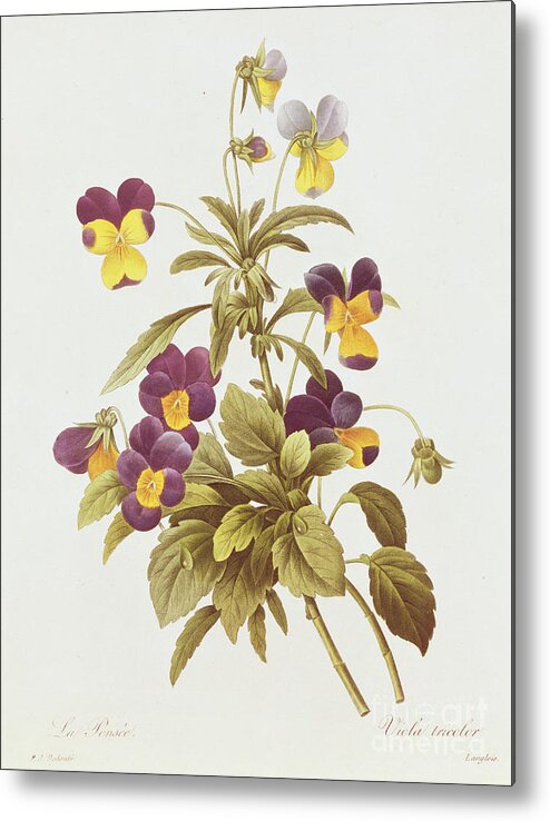 Viola Metal Print featuring the drawing Viola Tricolour by Pierre Joseph Redoute
