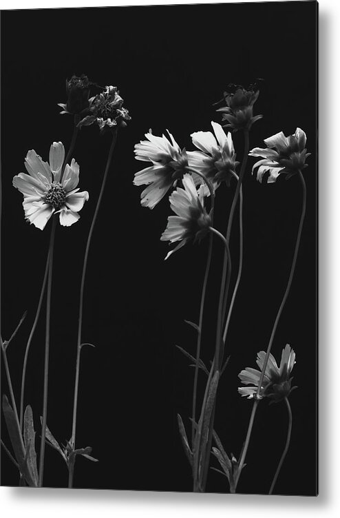 Flowers Metal Print featuring the photograph Waiting For The Sun by Bob Orsillo