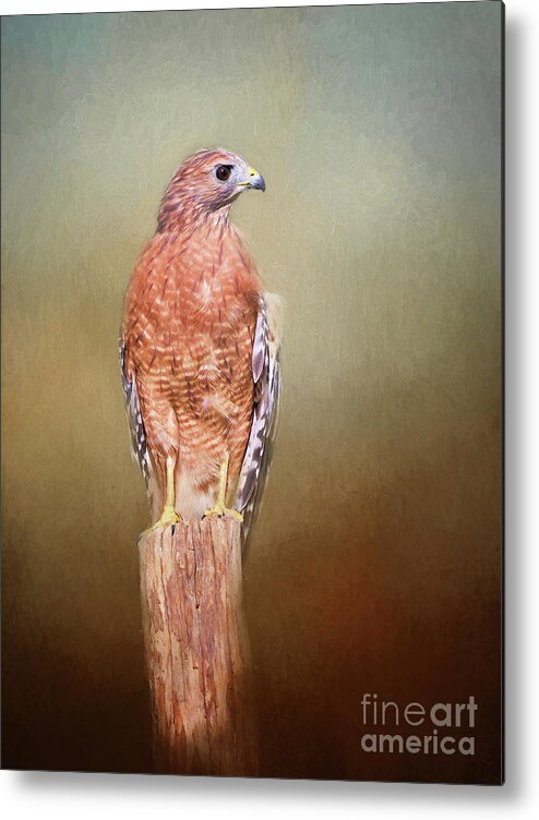 Red Shouldered Hawk Metal Print featuring the photograph Watching and Waiting by Sharon McConnell