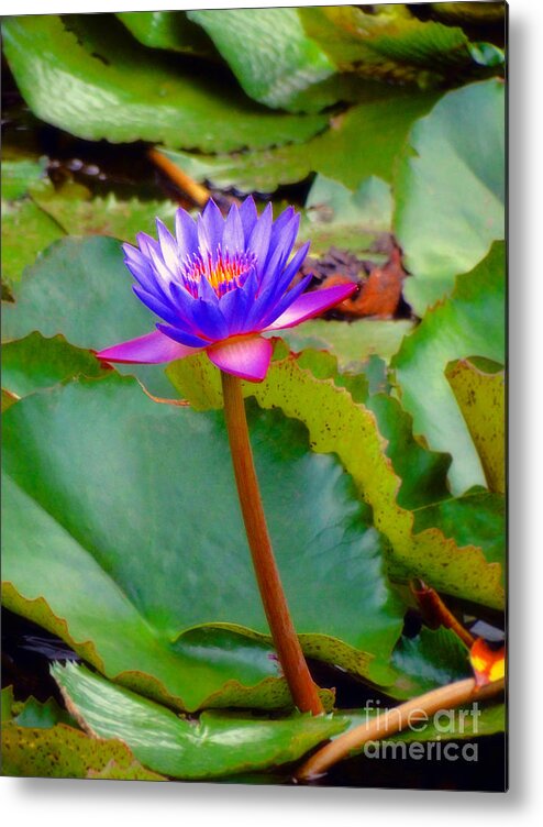 Lily Metal Print featuring the photograph Water Lily in Tahiti by Sue Melvin