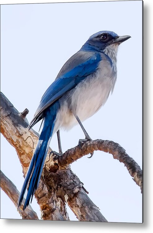 Dan Sabin Metal Print featuring the photograph Western Scrub-Jay by Dan Sabin