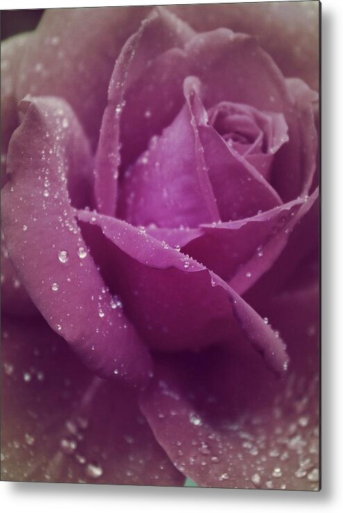 Roses Metal Print featuring the photograph When it Rained by The Art Of Marilyn Ridoutt-Greene