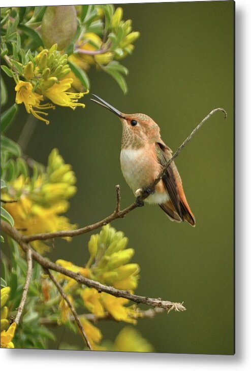 Hummingbirds Metal Print featuring the photograph Whispering sweet nothings by Matt MacMillan