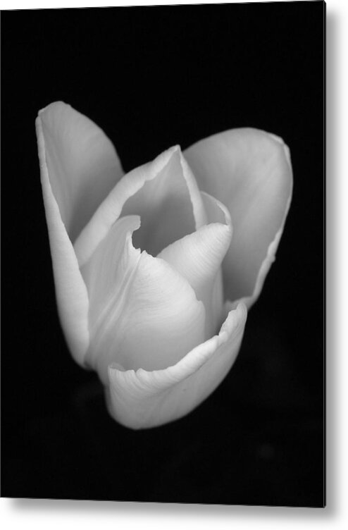 Flower Metal Print featuring the photograph White Crown by Thomas Pipia