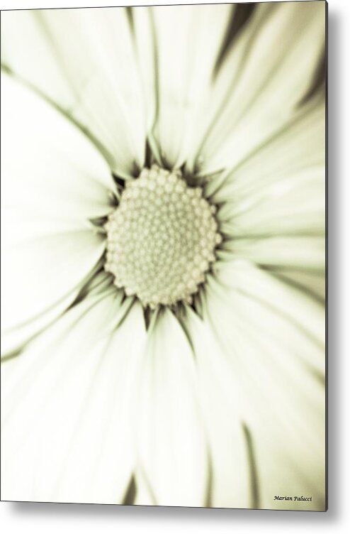 Daisy Metal Print featuring the photograph White Daisy Beauty by Marian Lonzetta