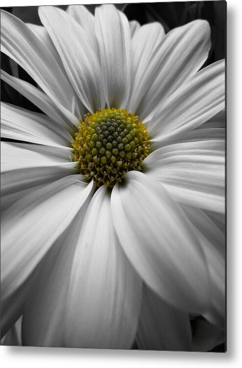 Scoobydrew81 Andrew Rhine Flower Flowers Bloom Blooms Macro Petal Petals Close-up Closeup Nature Botany Botanical Floral Flora Art Color Soft Black White Detail Simple Contrast Simple Clean Crisp Spring Round Art Artistic Light Metal Print featuring the photograph White Daisy Macro 1 by Andrew Rhine