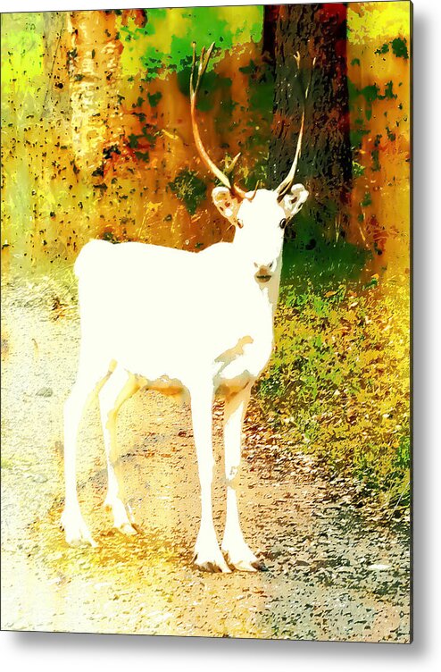 Mammals Metal Print featuring the photograph White reindeer in autumn colours by Sannamari Blinnikka-Tyrvainen